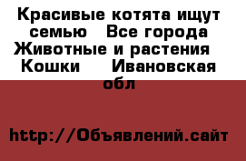 Красивые котята ищут семью - Все города Животные и растения » Кошки   . Ивановская обл.